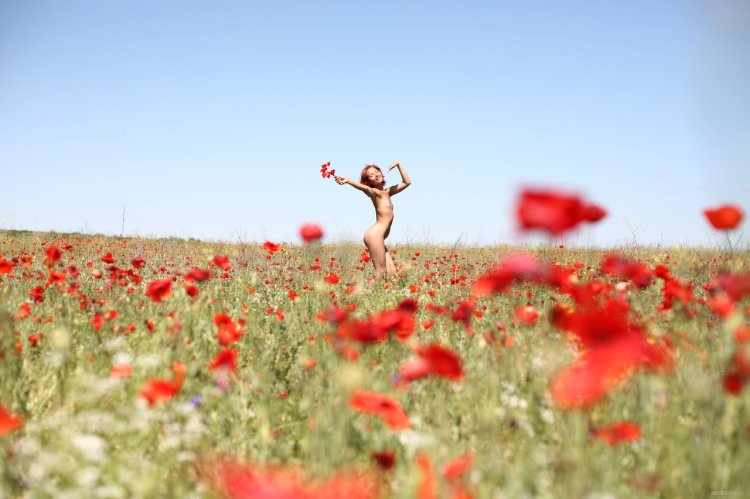 Poppy field